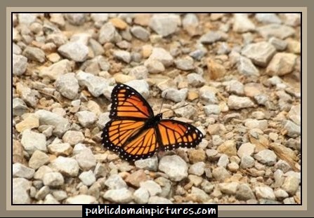 monarch butterfly